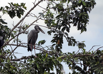 grey and black color of open billed stork bird perching on the green tree. Asian openbill bird on the tree and blue sky and white cloud background.