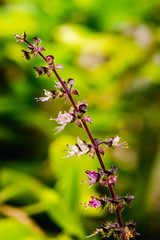 Basil flowers with seeds