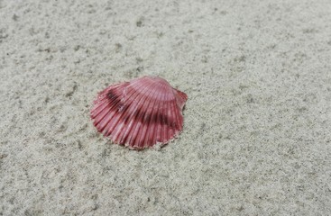 Beautiful red seashell on sand background on Florida beach 