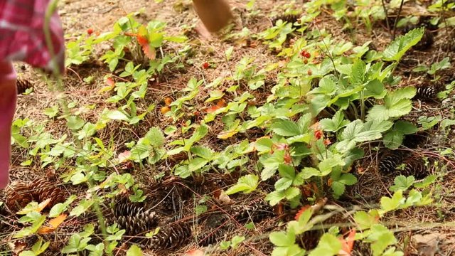 Child picking wild strawberries in the forest