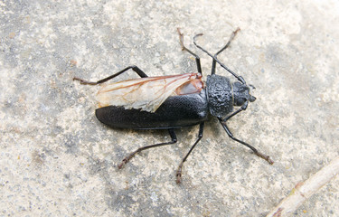 Coléoptère noir