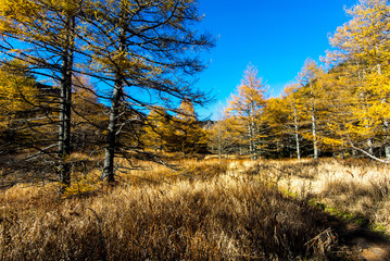 Fototapeta premium Autumn at Mt. Asama