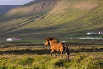 Icelandic horse in sunset, iceland