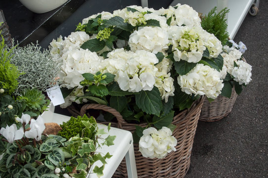 Hortensia chez le fleuriste
