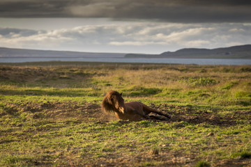 Icelandic horse in sunset, iceland