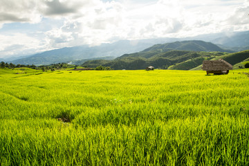 Fototapeta premium Wonderful rice terraces in Thailand