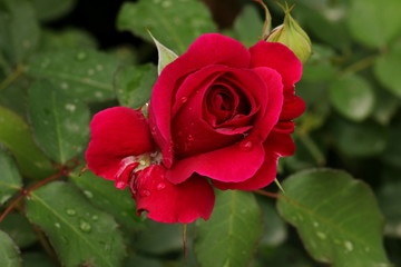 Rote Rose