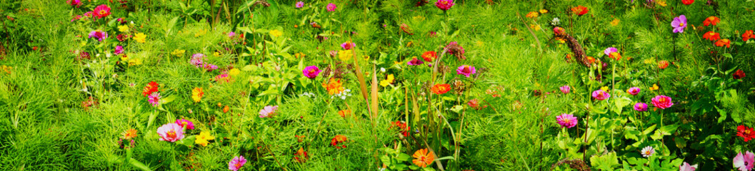 Flower meadow with summer flowers as background - Panorama