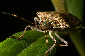 Stink Bug on Leaf