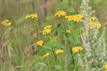 tansy