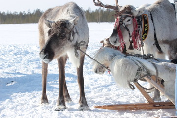 Fototapeta premium northern reindeer
