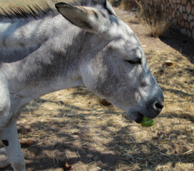Fototapeta premium Esel mit Apfel