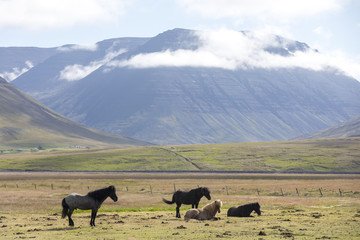 herd of icelandic horses in snaefellsnes, iceland