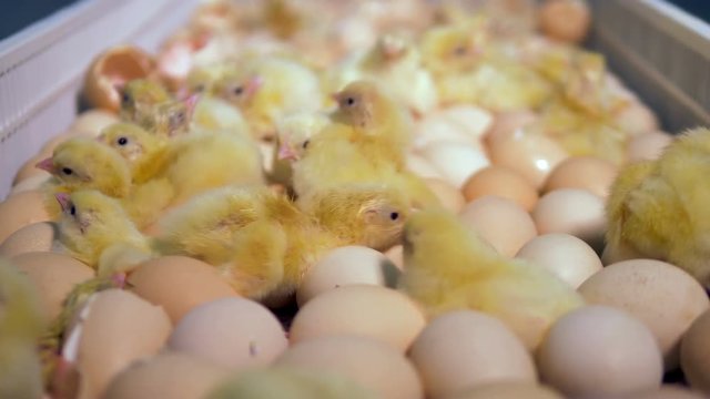 Just born hatched baby chicken at poultry, bird farm. 4K.