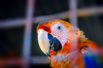 Scarlet macaw making eye contact from inside his cage in captivity close up portrait curious look