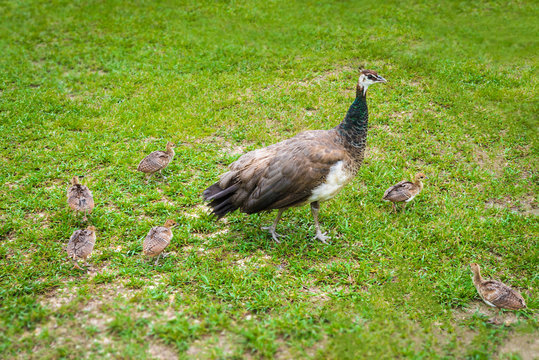 Peachicks and peafowl feeding on grass