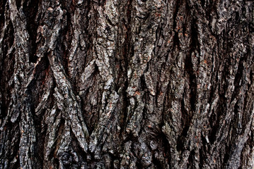 A rough tree bark close-up, with a beautiful pattern.