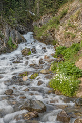 Fototapeta premium Mountain Stream in Summer