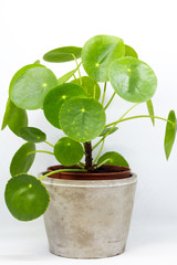 Baby Pilea, money plant. Single plant, isolated on white background.