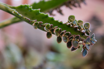 Mother of Millions Succulent