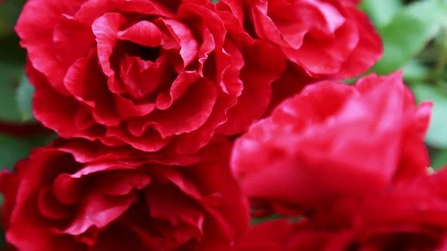 blooming rose bushes in the summer garden. Dolly video