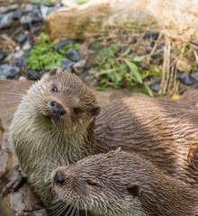 Photograph of a pair of otters