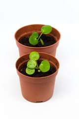 Baby pilea, money plant. Single plant, isolated on white background.