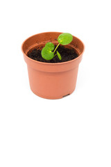 Baby pilea, money plant. Single plant, isolated on white background.