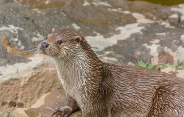 Fototapeta premium Photograph of a pair of otters