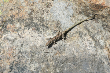 lizard sitting and basking on stone