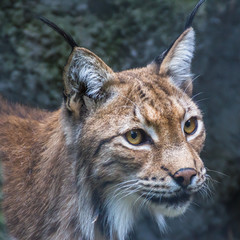 Portrait of a lynx