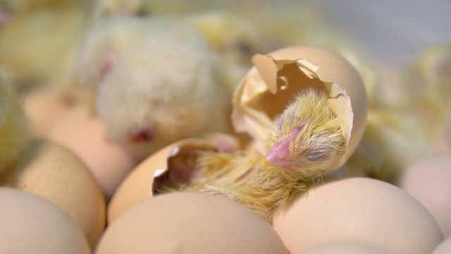 Hatching chicken coming out of an egg. 4K.