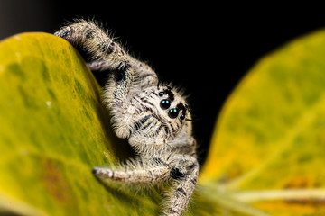 jumping spider Hyllus on a yellow leaf, extreme close up, Spider in Thailand