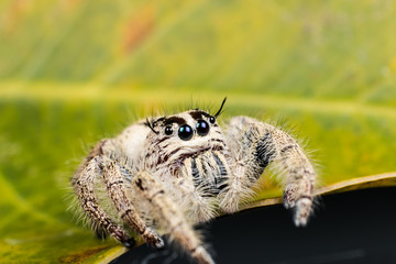 jumping spider Hyllus on a yellow leaf, extreme close up, Spider in Thailand