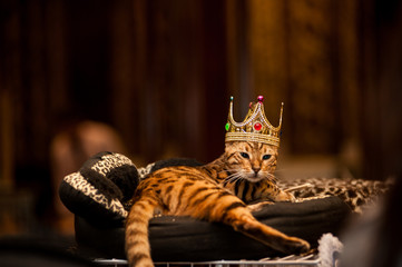 Cat king