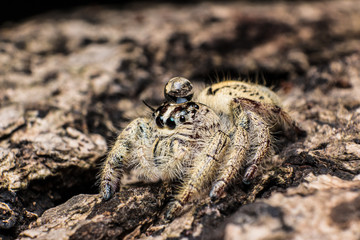 water drop on head jumping spider Hyllus on a dry bark,extreme close up, Spider in Thailand