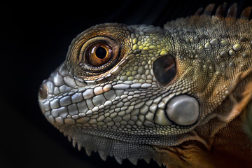 The Look of Iguana