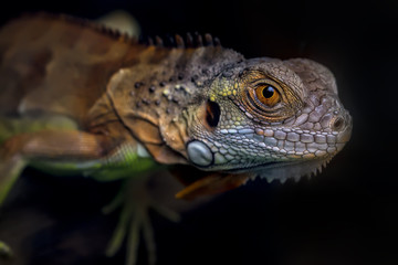 Iguana On Alert