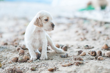  english setter puppies playing