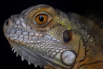 Fototapeta premium The Eye of Iguana