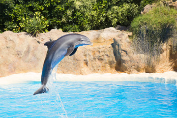 Fototapeta premium dolphins jump in the pool