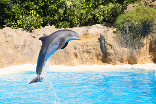 dolphins jump in the pool