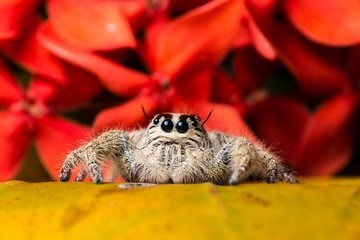 Jumping Spider Hyllus on a yellow leaf red flower background, extreme close up, Spider in Thailand