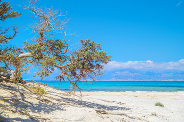 Fototapeta na wymiar Chrissi island beach background with juniper tree
