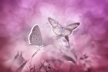 Pink and Purple World of Butterfly