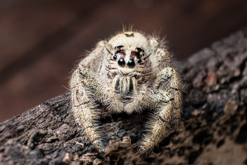 jumping spider Hyllus on a dry bark, extreme close up, Spider in Thailand