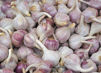small violet white garlic bulb natural backgrounds