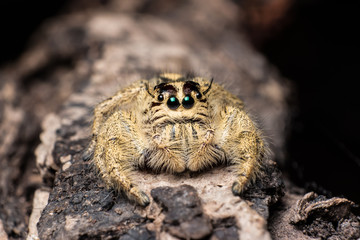 jumping spider Hyllus on a dry bark black background, extreme close up, Spider in Thailand