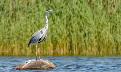 Grey Heron on rock