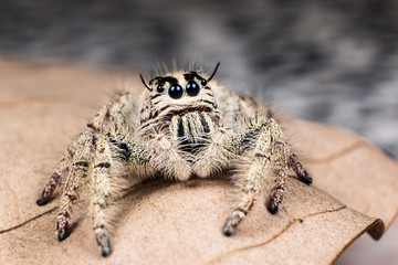 jumping spider Hyllus on a dry leaf, Spider in Thailand